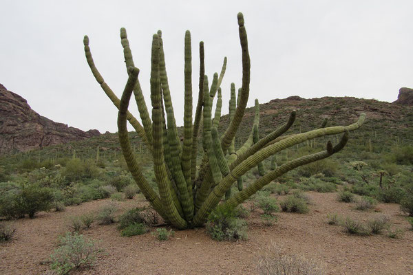 Organ Pipe Kaktus