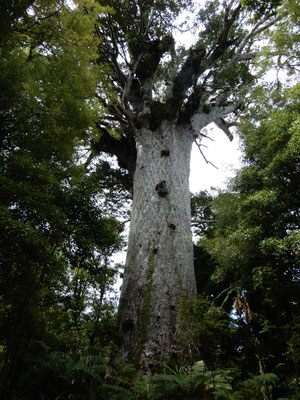Kauri Baum ca. 2000 Jahre alt