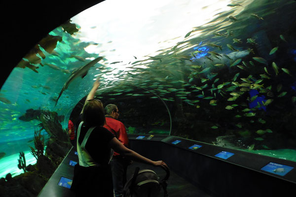 Im Ripley's Aquarium of Canada
