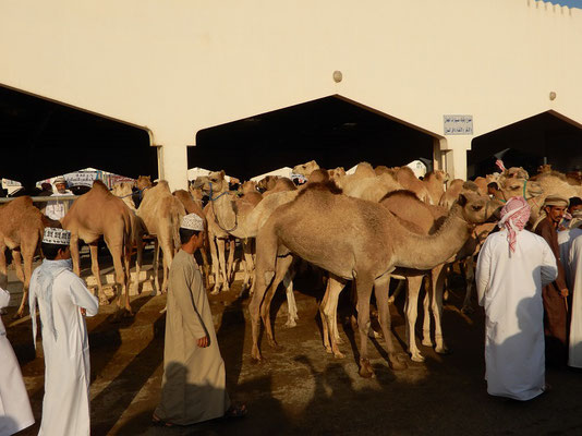 Am Kamelmarkt von Sinaw