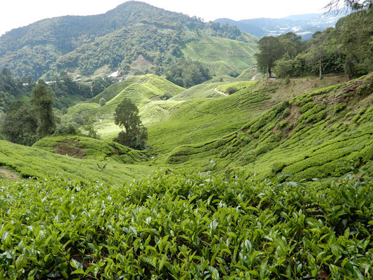 Teeplantagen unterhalb Mossy Forest