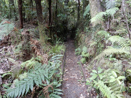 Mitchells Gully Gold Mine