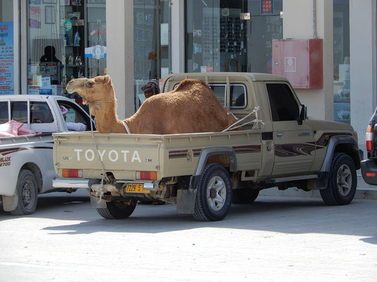 Kamel unterwegs