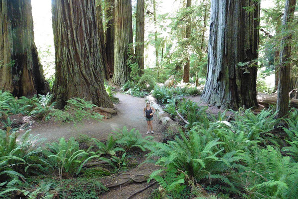 Redwood Nationalpark - wie klein wir doch sind