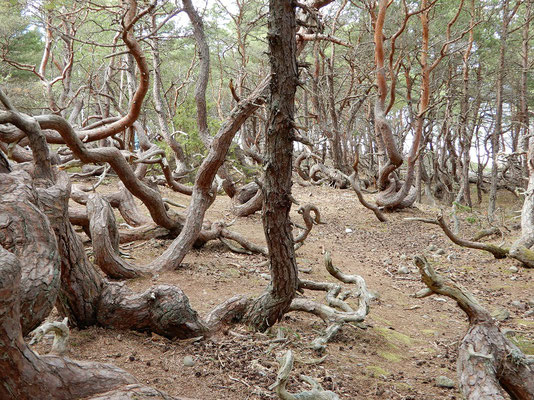 Trollskogen - Krüppelkiefern