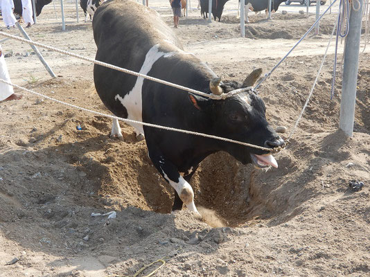 hitziger Bulle vor dem Stierkampf in Fujairah