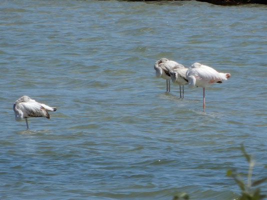Flamingos in Khor Dahariz