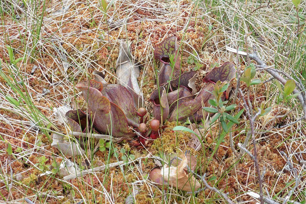 Insektenfressende Pflanze im Cape Breton Highlands NP