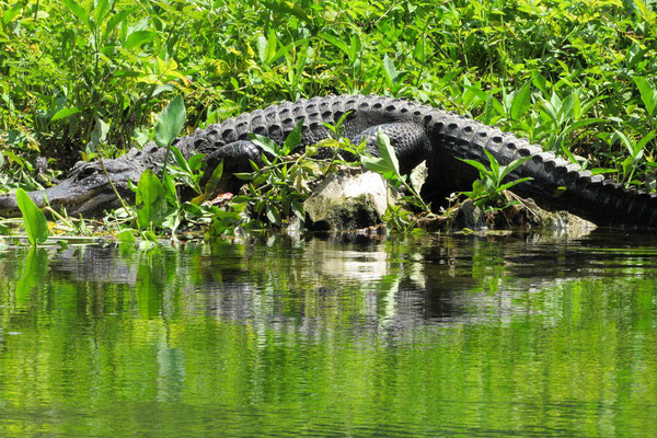 Wakulla Springs State Park - Aligator