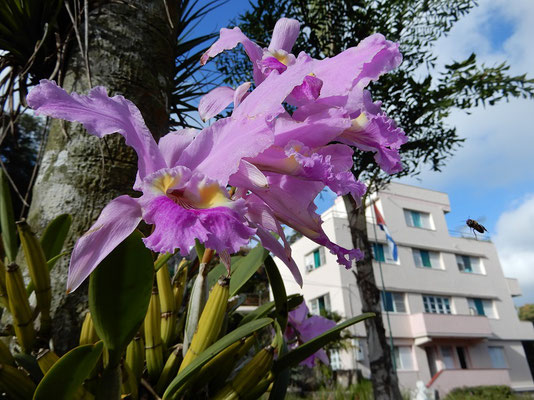 Im Orchideen-Park Soroa