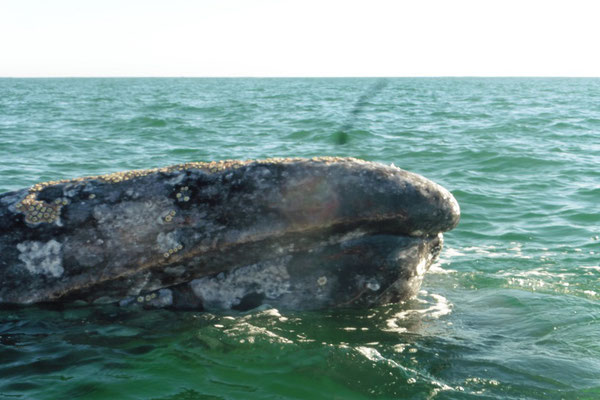 Wal in der Laguna Ojo de Liebre