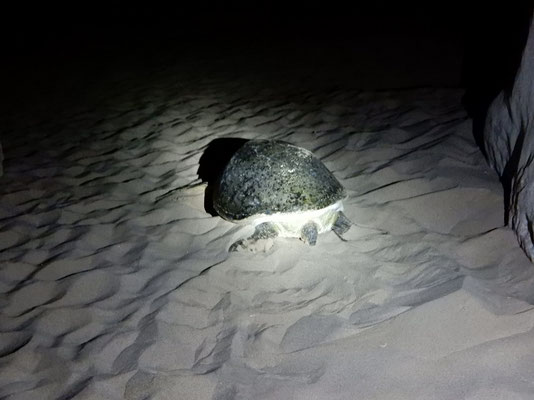 Grüne Meeresschildkröte beim Suchen eines geeigneten Legeplatzes für die Eier