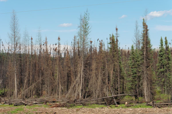 Alaska Highway - mitunter auch abgebrannte Wälder