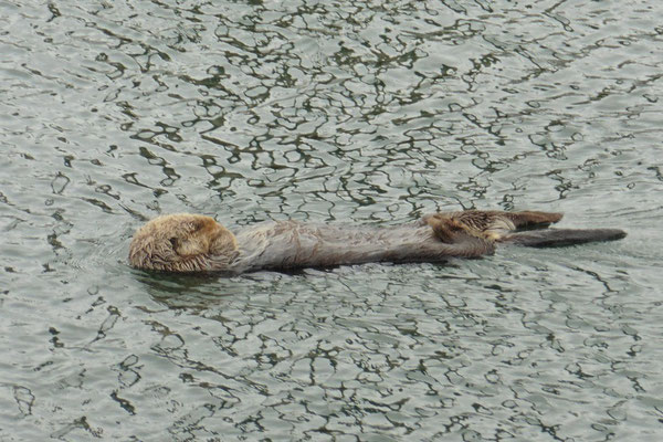 Ein Seal macht den Rückenschwumm