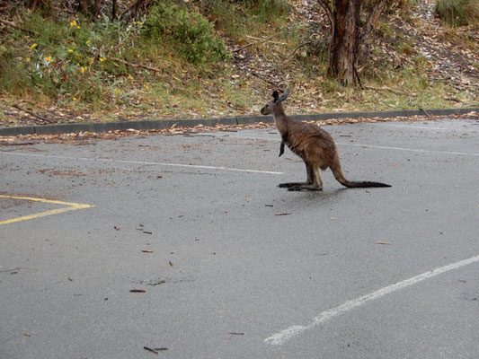 Känguruh auf dem Mount Lofty Parkplatz