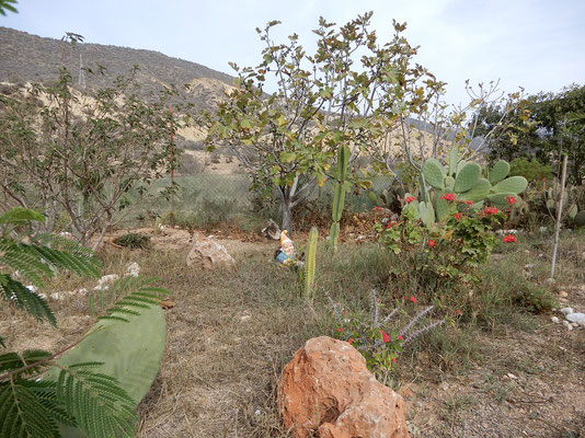 Gartenzwerg im Kaktusgarten auf dem Camping