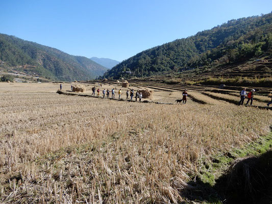 Wir laufen über die Reisfelder . . .