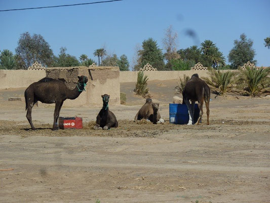 Die Kamele warten auf Kundschaft