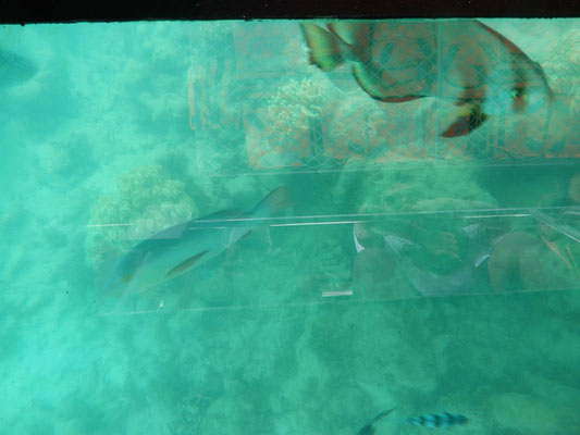 und mehr Fische