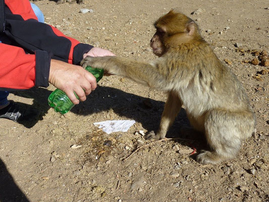 Handzahme Affen bei Azrou