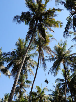 Da werden Kokosnüsse von der Palme runtergelassen