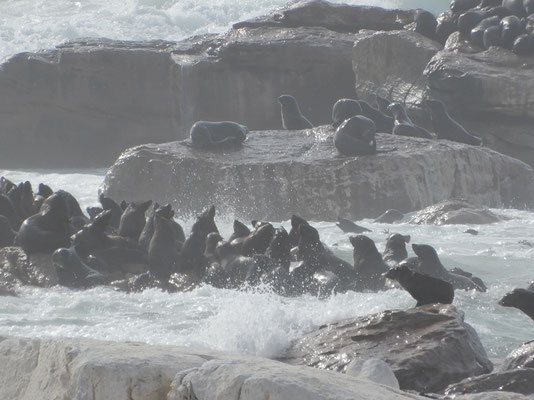 Robben auf der Vogelinsel von Lampert's Bay
