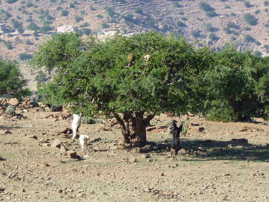 Ziegen im Argan-Baum
