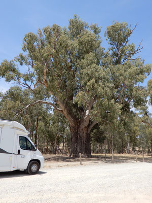 Orroroo - Giant Red Gum Tree (Eukalyptus Baum ca. 500 Jahre alt)