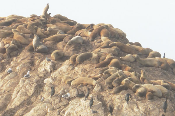 17 Mile Drive - Felsen der Seals