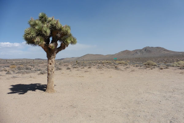 Die ersten Joshua Trees auf dem Weg ins Death Valley
