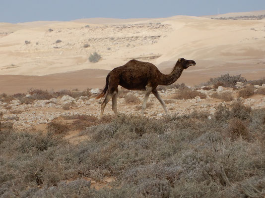 Kamel-Sichtung