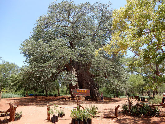 Baobab Baum etwa 2000 Jahre alt