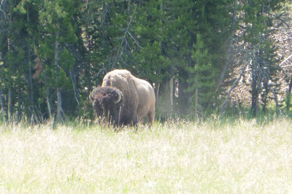 Buffalo in freier Wildbahn