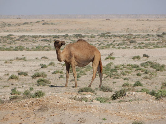 Ein Kamel...