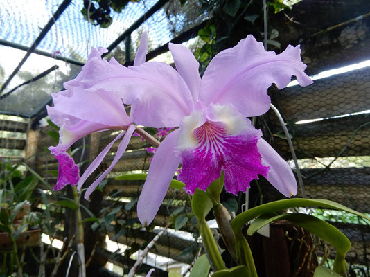 Im Orchideen-Park Soroa