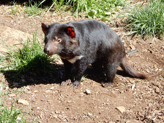 Trowunna Wildlife Park - Tasmanischer Teufel