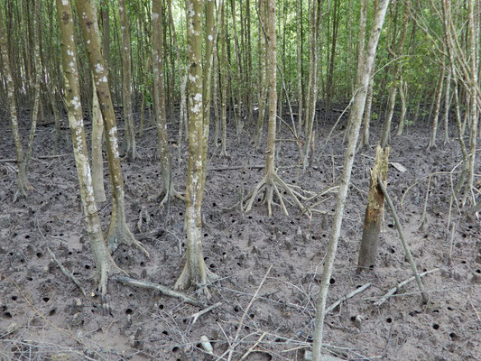 Mangrovenwald Unterholz