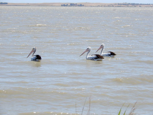 Pelikane am Lake Albert bei Meningie