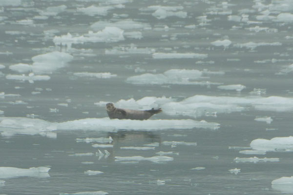 Seelöwe auf Eis