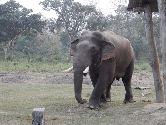 Rinaldo der freilebende Elefantenzuchtbulle