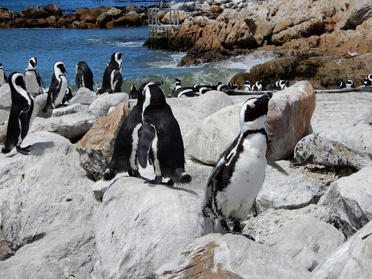 Pinguine bei Betty's Bay
