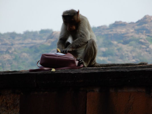 Affen durchsuchen eine geklaute Damenhandtasche (niemand von unserer Gruppe