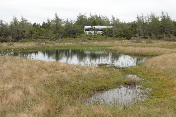 Hochmohr auf 420 müM im Cape Breton Highlands NP