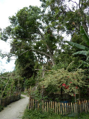 ca. 300-jähriger Mangobaum
