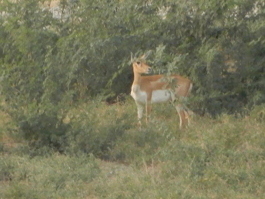 Antilope im Wildpark