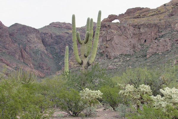 Saguaro Kaktus mit Arche