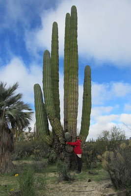 Auf Wüstenwanderung - lieber Kaktus