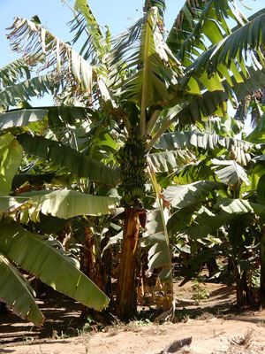 Bananen-Palme