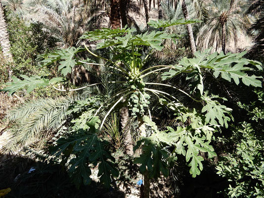 Papaya-Baum im Wadi Tiwi