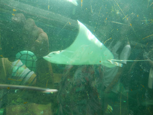 Sealife Sydney - Manta